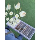 48 | chocolate tray with flowers